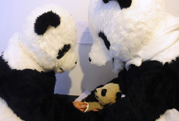 Panda Caretaker wearing Panda Kigurumi