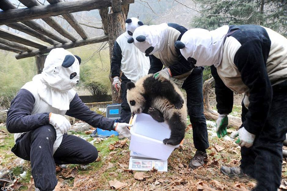 Panda Caretakers wearing Panda Kigurumi