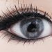 Spatax grey eyes